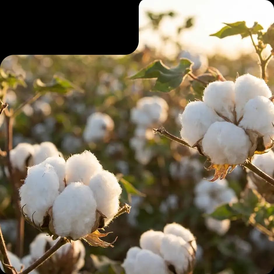 Pure Cotton